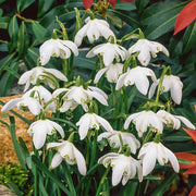 Snowdrop Seeds, Galanthus nivalis Flower Seeds