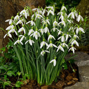 Snowdrop Seeds, Galanthus nivalis Flower Seeds
