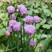 Heirloom Society Garlic Seeds - Herbal Plant