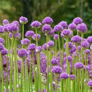 Heirloom Society Garlic Seeds - Herbal Plant