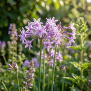 Heirloom Society Garlic Seeds - Herbal Plant