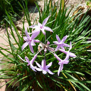 Heirloom Society Garlic Seeds - Herbal Plant