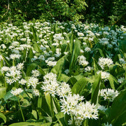 Heirloom Society Garlic Seeds - Herbal Plant
