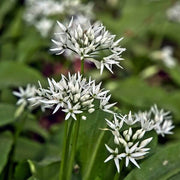 Heirloom Society Garlic Seeds - Herbal Plant