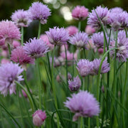 Heirloom Society Garlic Seeds - Herbal Plant
