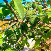 Heirloom Soursop Seeds - Fruit Plant