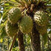 Heirloom Soursop Seeds - Fruit Plant