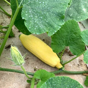 Heirloom Squash Seeds - Vegetable Plant