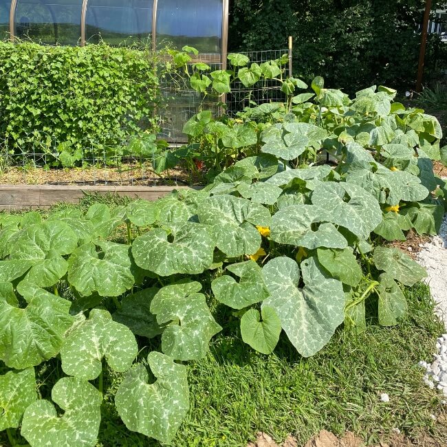 Heirloom Squash Seeds