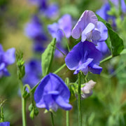 Sweet Pea Seeds – Lathyrus odoratus