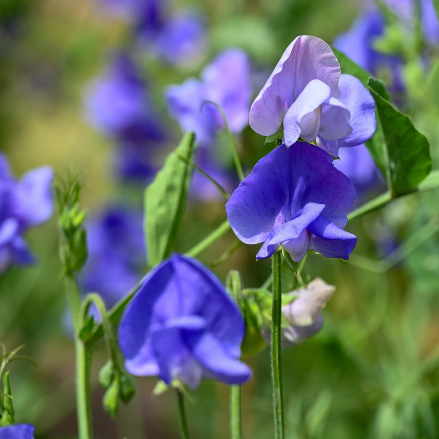 Sweet Pea Seeds – Lathyrus odoratus