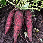 Heirloom Sweet Potato Seeds - Vegetable Plant