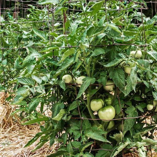 Heirloom Sweet Tomato Seeds
