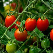 Heirloom Sweet Tomato Seeds