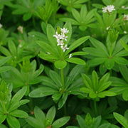 Heirloom Sweet Woodruff Seeds - Herbal Plant