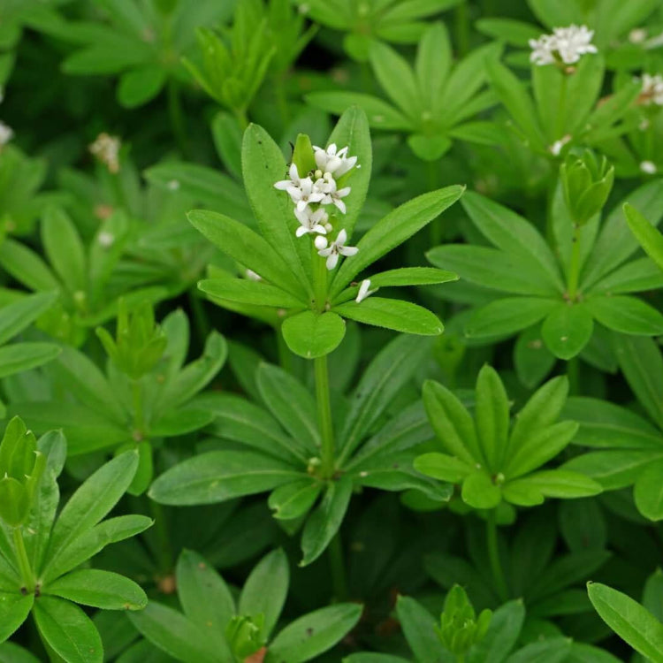 Heirloom Sweet Woodruff Seeds - Herbal Seeds