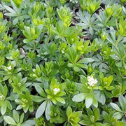 Heirloom Sweet Woodruff Seeds - Herbal Plant