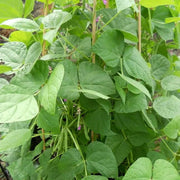 Heirloom Tepary Bean Seeds - Vegetable Plant