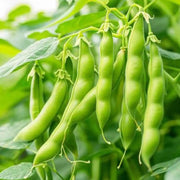 Heirloom Tepary Bean Seeds