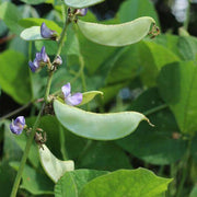 Heirloom Tepary Bean Seeds
