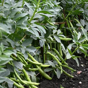 Heirloom Tepary Bean Seeds - Vegetable Plant