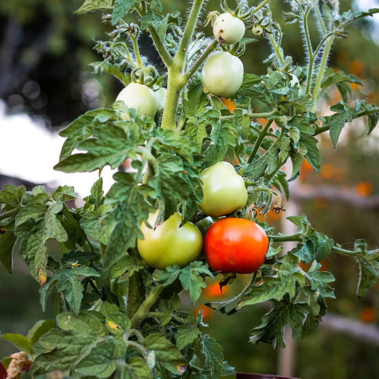 Heirloom Tomato Seeds