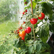 Heirloom Tomato Seeds