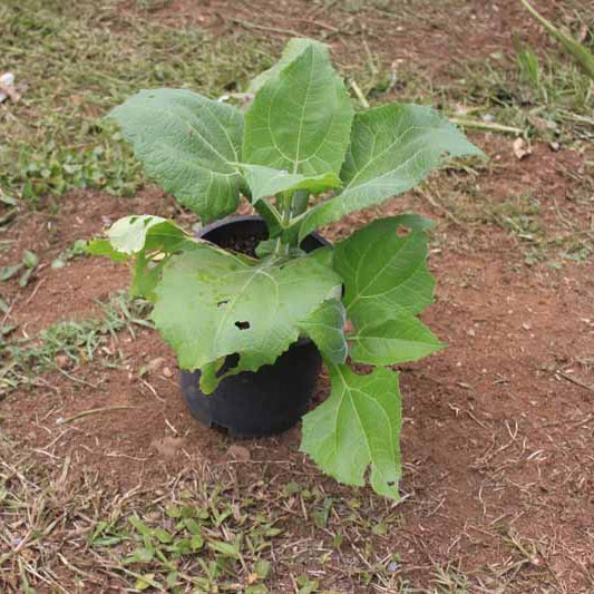 Heirloom Yacon Seeds