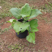 Heirloom Yacon Seeds