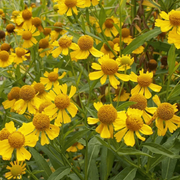 Autumnale Helenium Seeds