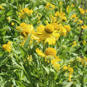 Autumnale Helenium Seeds