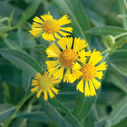 Autumnale Helenium Seeds