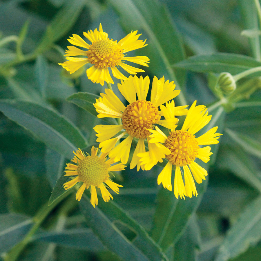 Autumnale Helenium Seeds