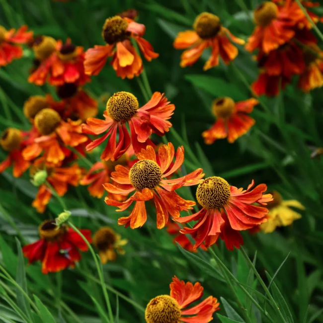 Sneezeweed Helenium Seeds