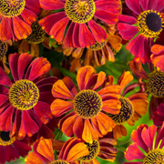 Sneezeweed Helenium Seeds