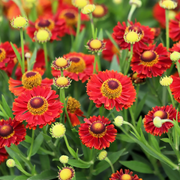 Sneezeweed Helenium Seeds