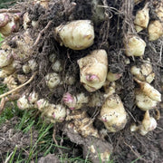 Helianthus Seeds, Helianthus tuberosus Vegetable Seeds