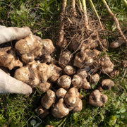 Helianthus Seeds, Helianthus tuberosus Vegetable Seeds