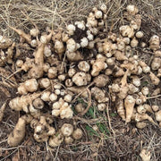 Helianthus Seeds, Helianthus tuberosus Vegetable Seeds