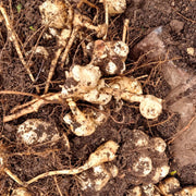 Helianthus Seeds, Helianthus tuberosus Vegetable Seeds
