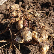 Helianthus Seeds, Helianthus tuberosus Vegetable Seeds