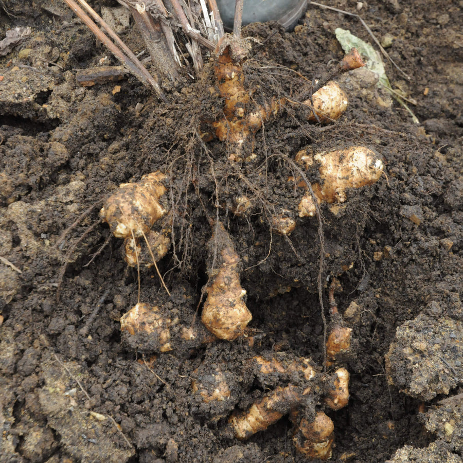 Helianthus Seeds, Helianthus tuberosus Vegetable Seeds