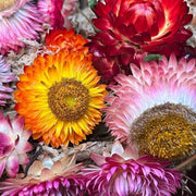 Mixed Helichrysum bracteatum Seeds