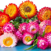 Mixed Helichrysum bracteatum Seeds