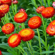 Red Helichrysum bracteatum Seeds