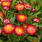 Red Helichrysum bracteatum Seeds