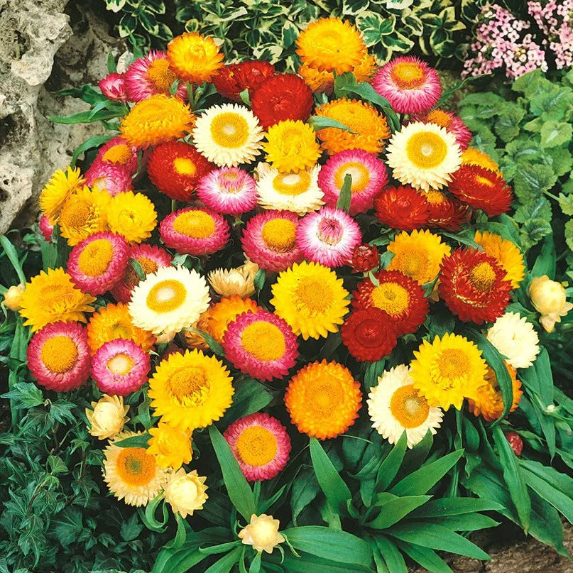 Mixed Helichrysum bracteatum Seeds