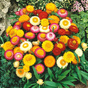 Mixed Helichrysum bracteatum Seeds