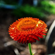 Red Helichrysum bracteatum Seeds