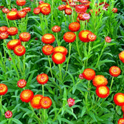 Strawflower Helichrysum bracteatum Seeds